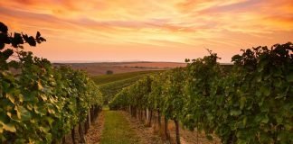 Superficie de viñedo en España superficie de viñedo en españa