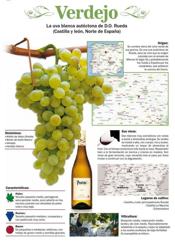 uva blanca verdejo do rueda